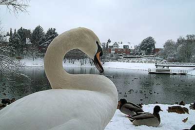 Aachener Zoo Aachener-zoo-Schwan-001